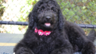 mspink jade brady march26 16wks5