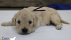 mspurple goldie enzo may26 4wks1