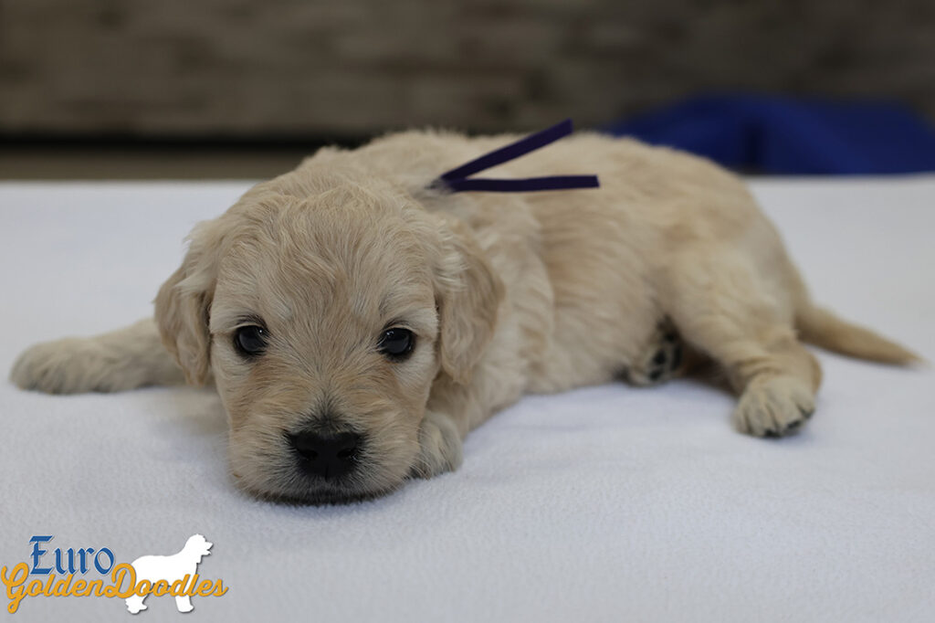 mspurple goldie enzo may26 4wks1