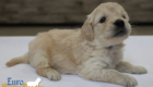 mspurple goldie enzo may26 4wks2