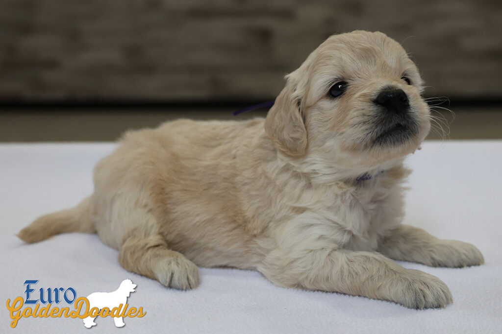 mspurple goldie enzo may26 4wks2