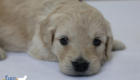 mspurple goldie enzo may26 4wks3