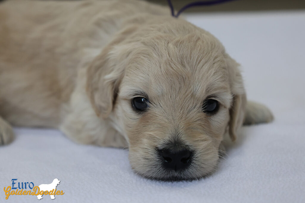 mspurple goldie enzo may26 4wks3