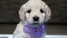 mspurple goldie enzo may26 6wks2