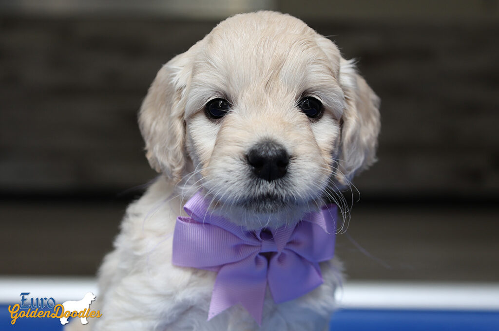 mspurple goldie enzo may26 6wks2