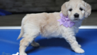 mspurple goldie enzo may26 6wks4