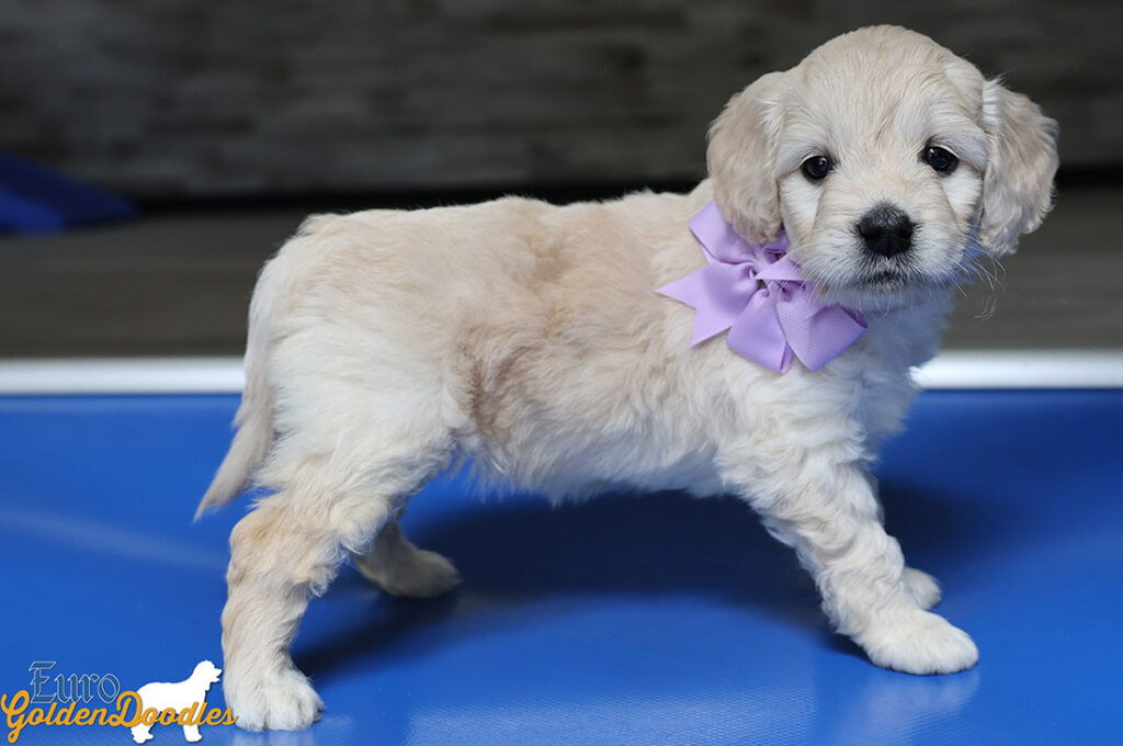 mspurple goldie enzo may26 6wks4