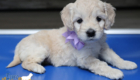 mspurple goldie enzo may26 6wks5