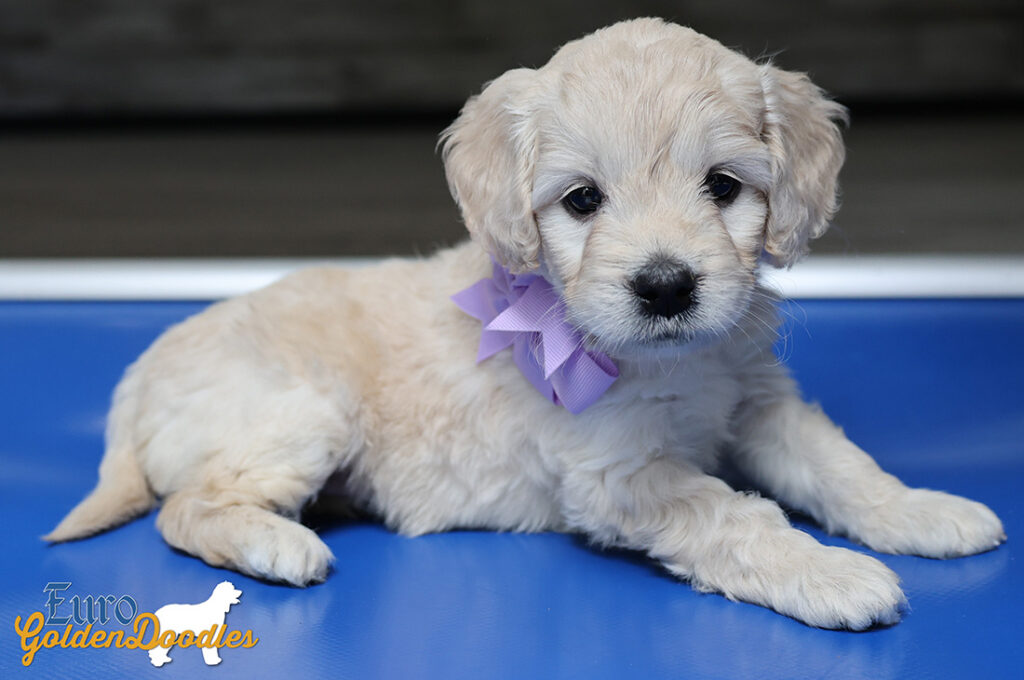 mspurple goldie enzo may26 6wks5