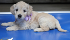 mspurple goldie enzo may26 6wks7