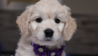 mspurple goldie enzo may26 8wks2