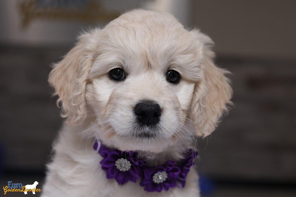mspurple goldie enzo may26 8wks2