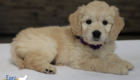 mspurple goldie enzo may26 8wks5