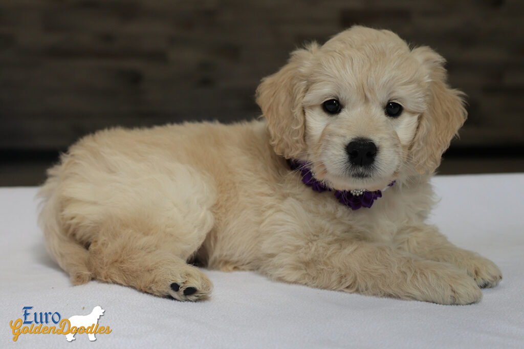 mspurple goldie enzo may26 8wks5