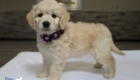 mspurple goldie enzo may26 8wks6