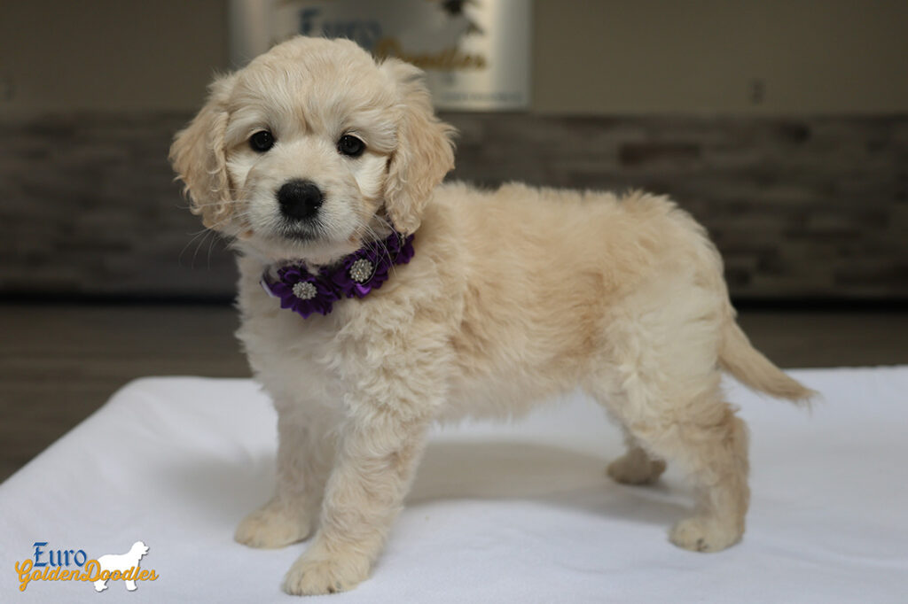mspurple goldie enzo may26 8wks6