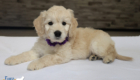 mspurple goldie enzo may26 8wks7