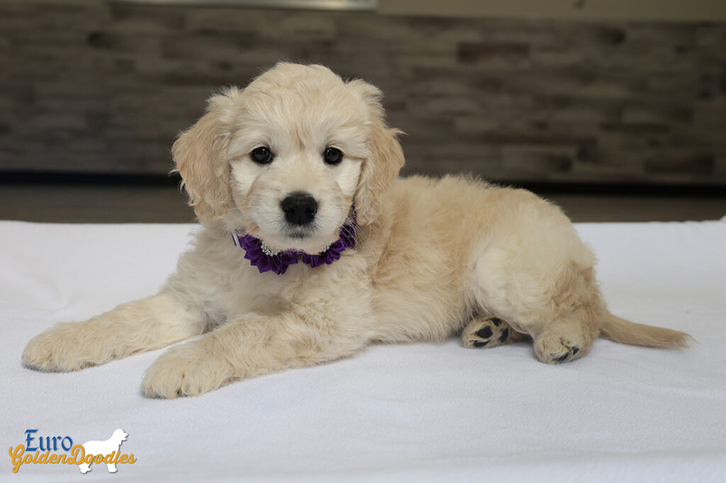 mspurple goldie enzo may26 8wks7
