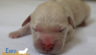 mspurple goldie enzo may26 newborns1