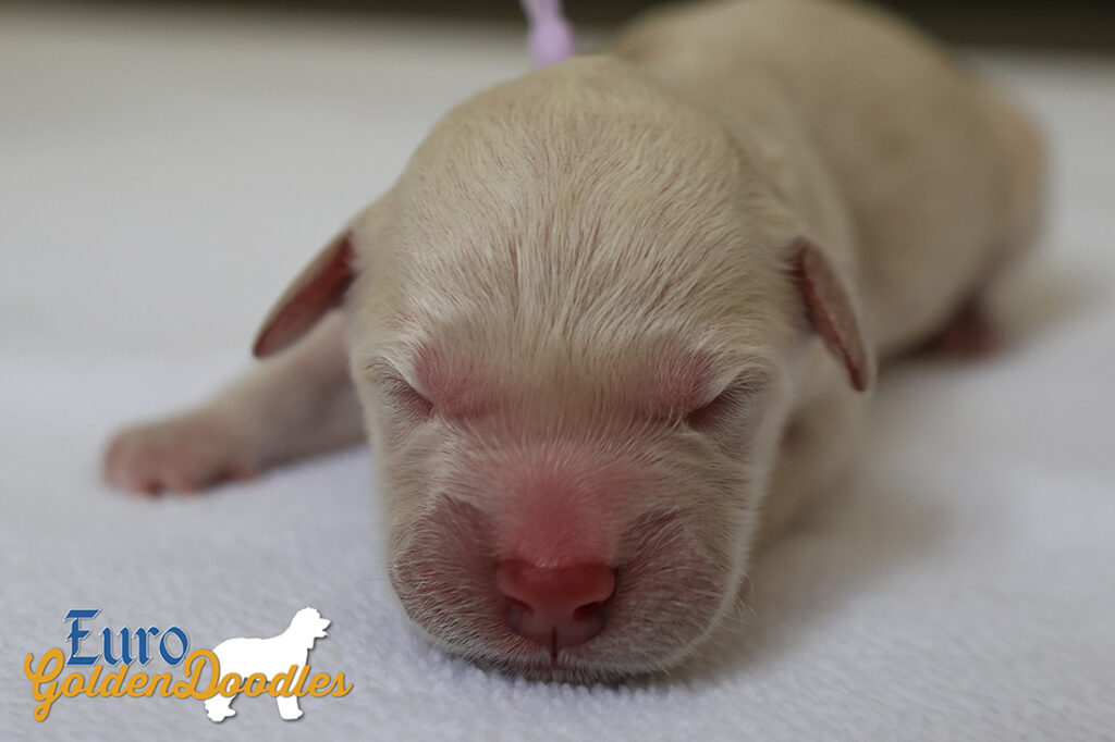 mspurple goldie enzo may26 newborns1
