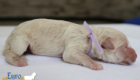 mspurple goldie enzo may26 newborns2