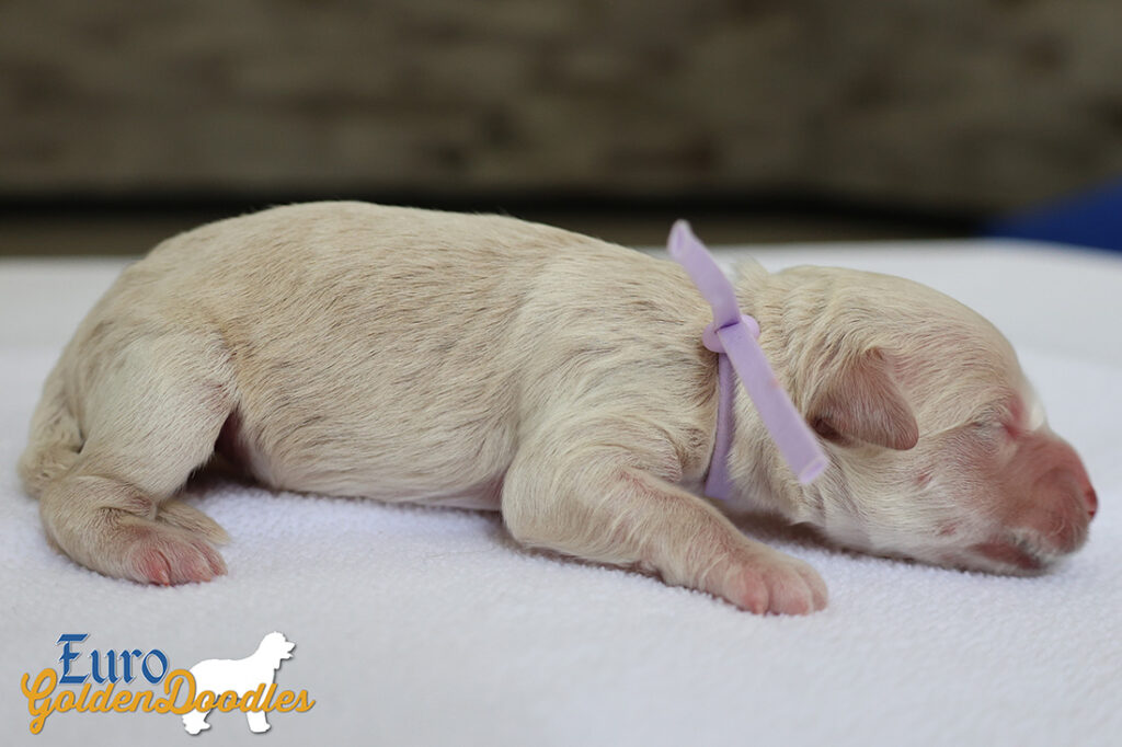 mspurple goldie enzo may26 newborns2