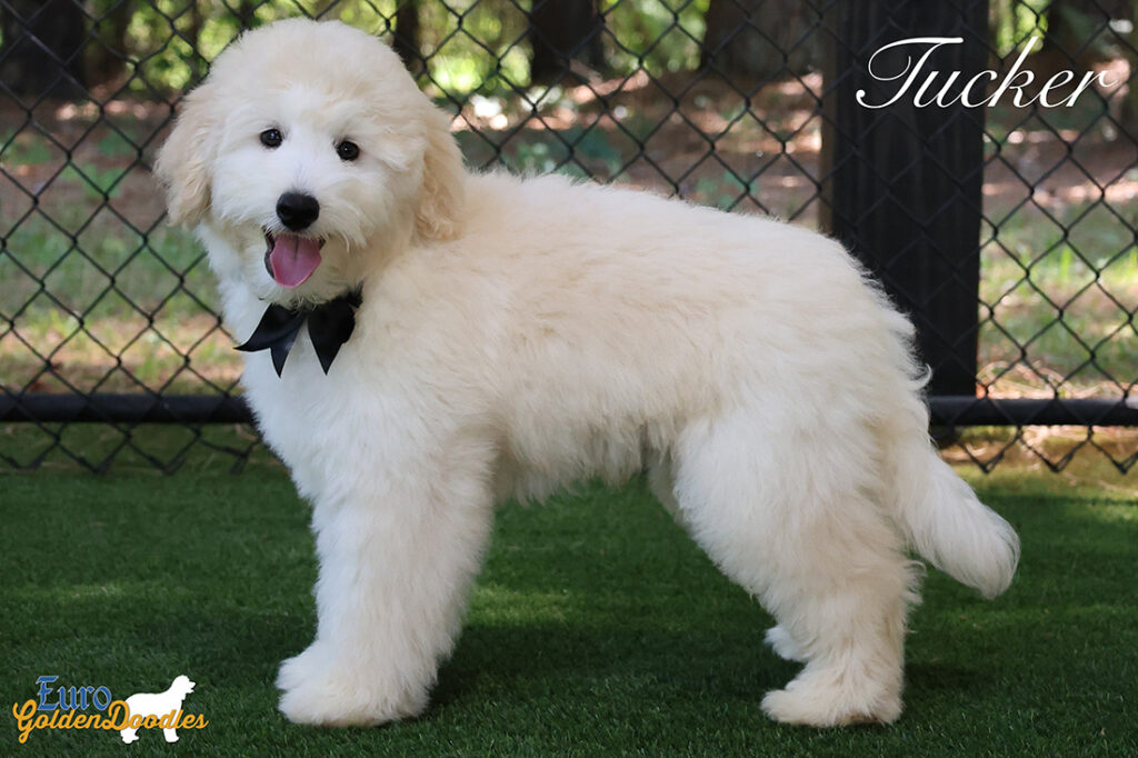 tuckerfeature tuckerfeature