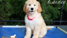 lainey feature