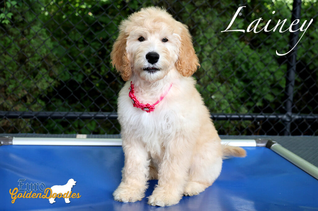 lainey feature