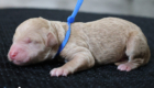 mr.blue mila hendrix aug26 newborn2