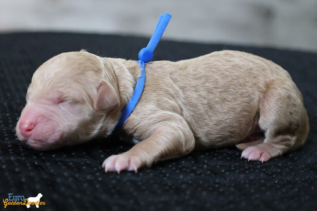 mr.blue mila hendrix aug26 newborn2