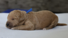 mr.blue mila hendrix august26 2weeks2