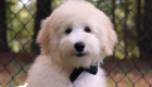 mrblack hazel enzo april26 20weeks6