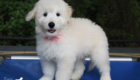 ms. peach goldie enzo may26 12wks5