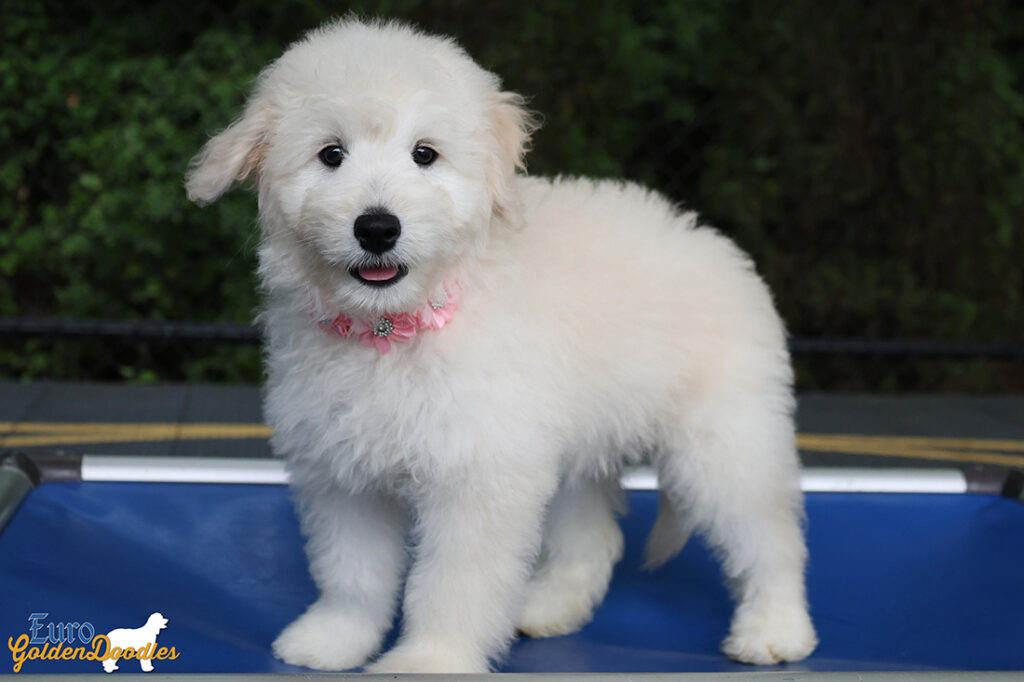 ms. peach goldie enzo may26 12wks5