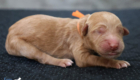 ms.orange mila hendrix aug26 newborn2