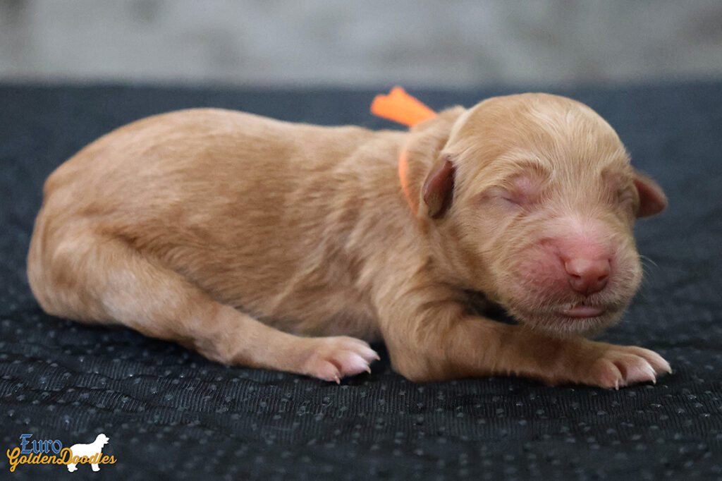 ms.orange mila hendrix aug26 newborn2