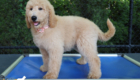ms.peach dolly brady may26 12weeks2