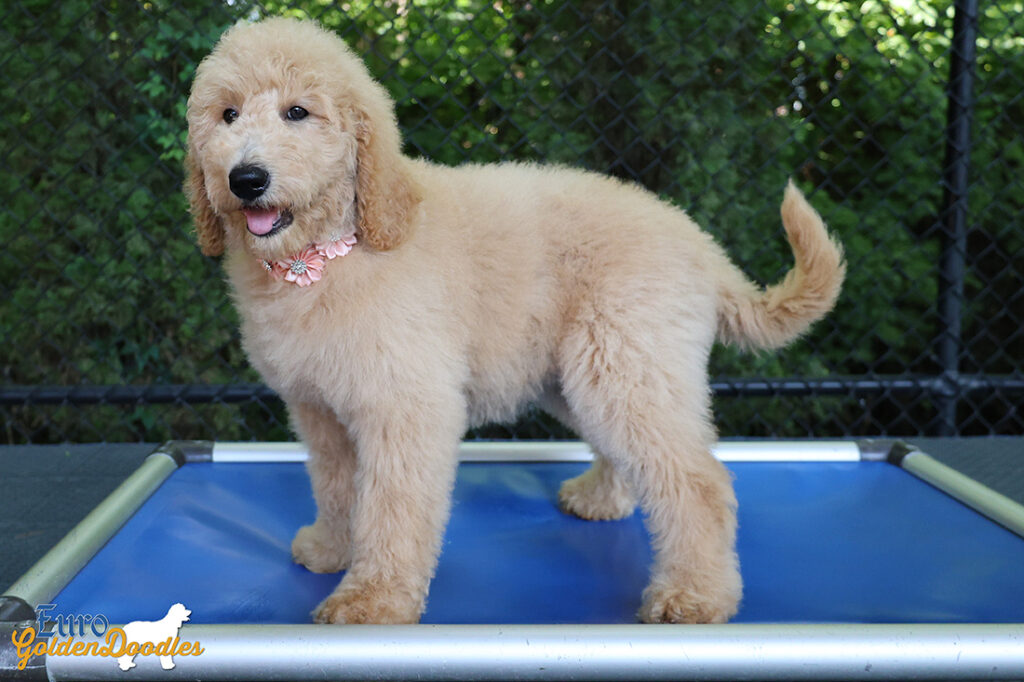 ms.peach dolly brady may26 12weeks2