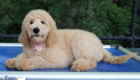 ms.peach dolly brady may26 12weeks5