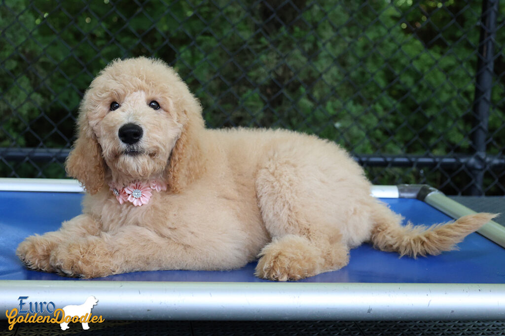 ms.peach dolly brady may26 12weeks5