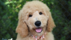 ms.peach dolly brady may26 12weeks7