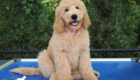ms.peach dolly brady may26 12weeks8