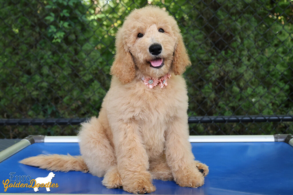 ms.peach dolly brady may26 12weeks8