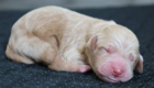 ms.peach mila hendrix aug26 newborn2