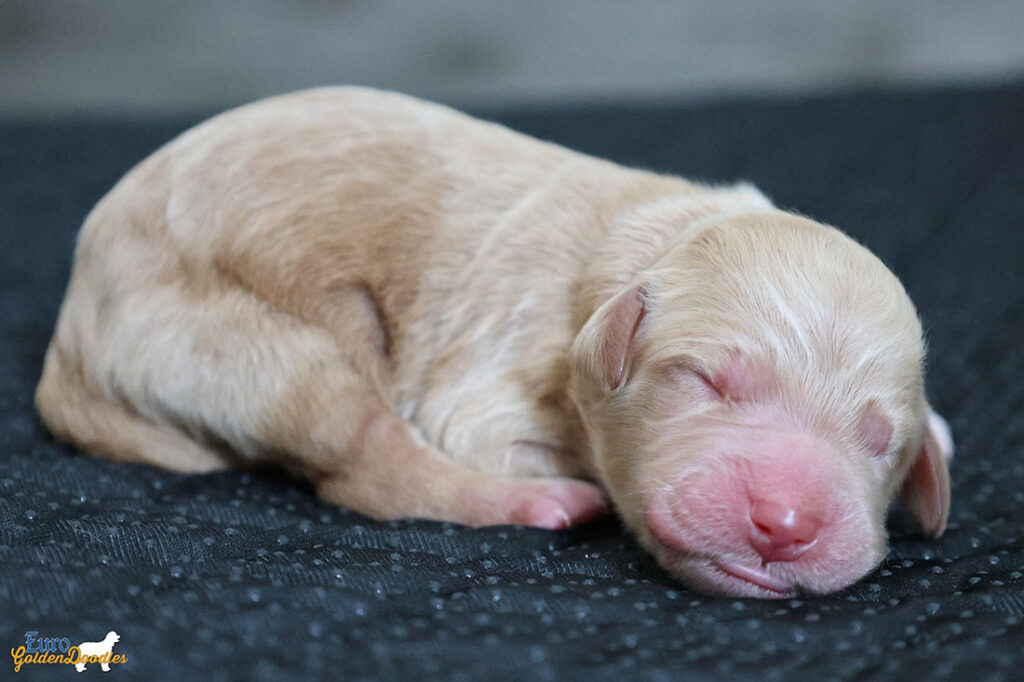 ms.peach mila hendrix aug26 newborn2