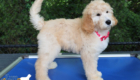 ms.pink dolly brady may26 12weeks1