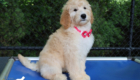 ms.pink dolly brady may26 12weeks2