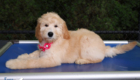 ms.pink dolly brady may26 12weeks6