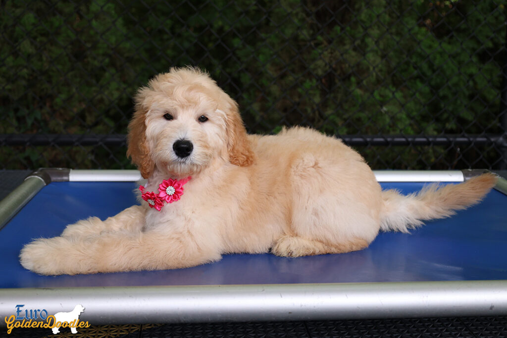 ms.pink dolly brady may26 12weeks6